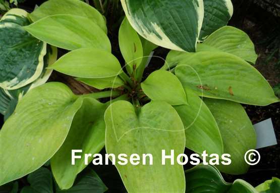 Hosta Sunlight Sister